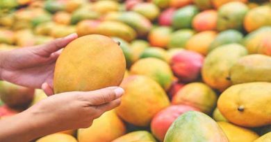 Mango, the king of fruits, is now on the rise due to rising prices.