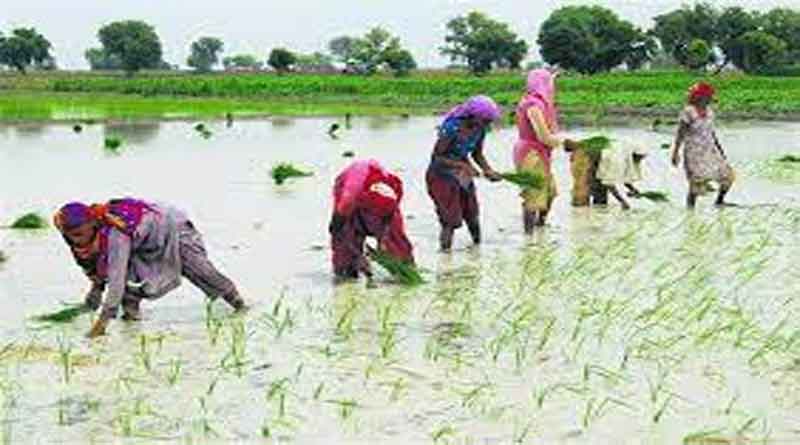 This is how to get compensation per acre from the government for paddy sowing