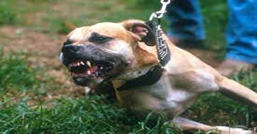 The pit bull dog seriously injured 12 people in 15 hours, finally the lives had to be saved by killing the dog.
